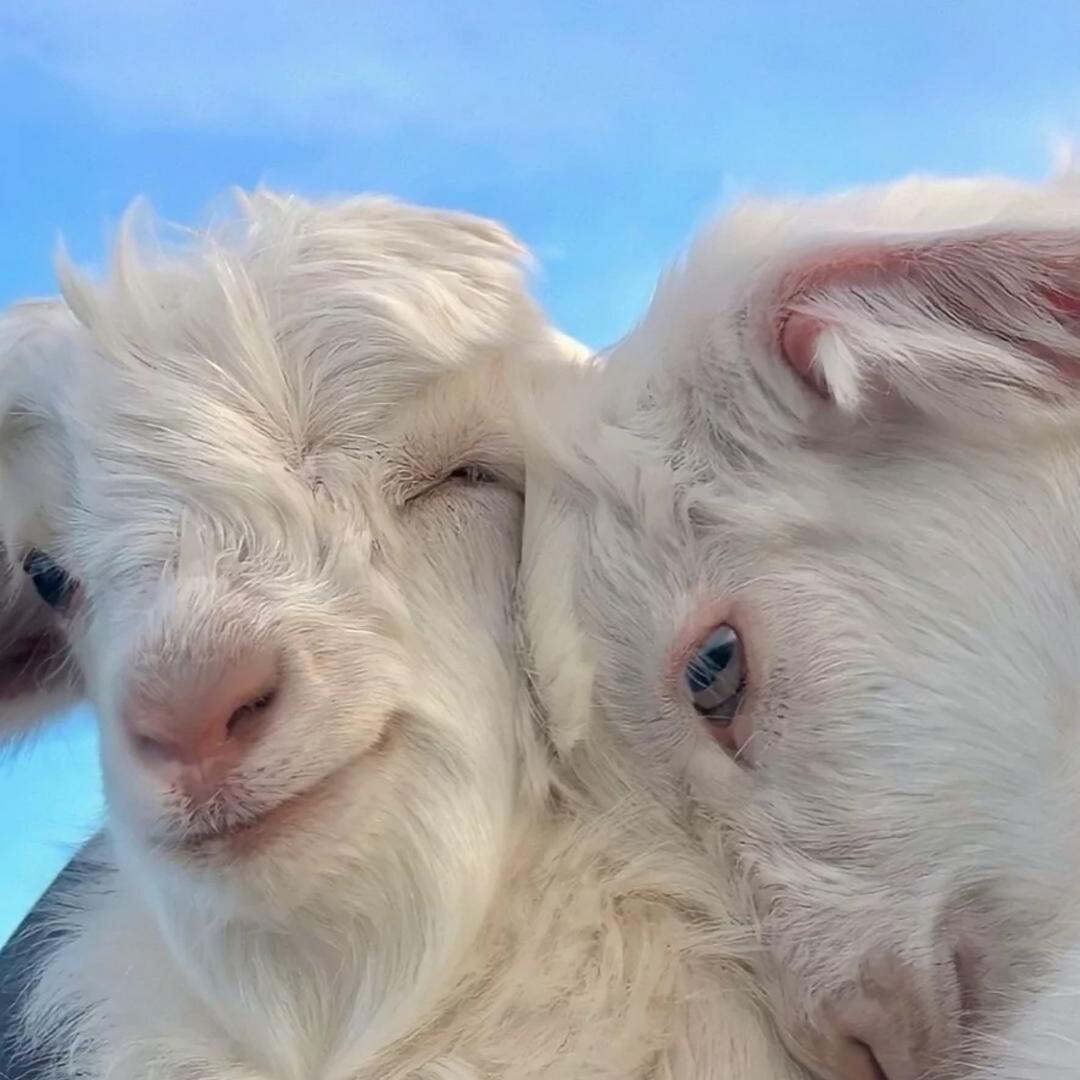 安丘生鲜羊肉批发零售