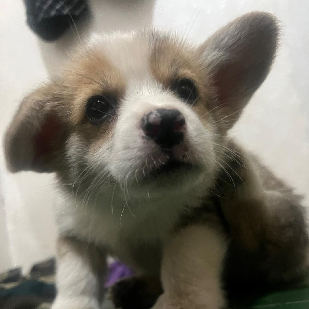 小火炉儿