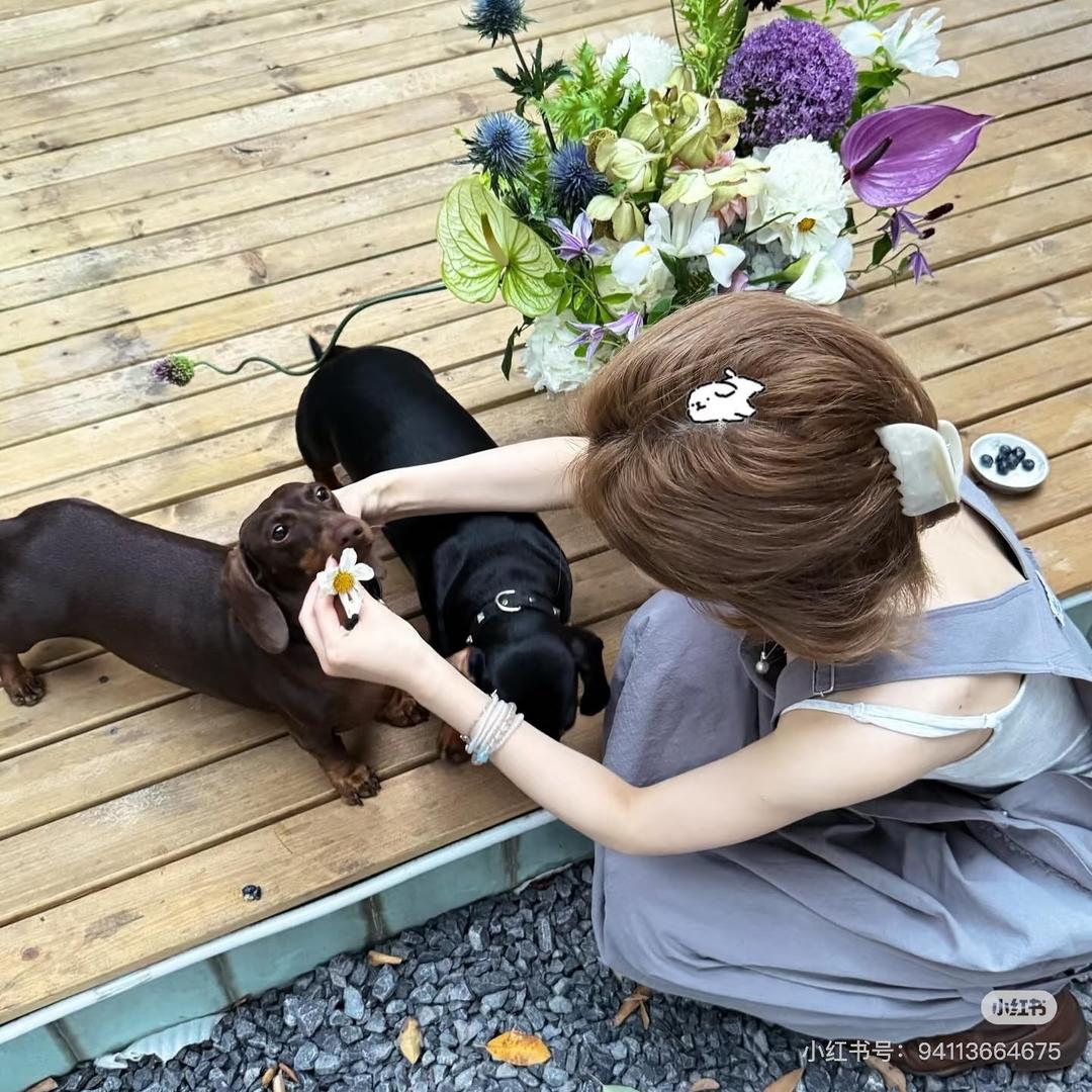 肉丝想赚钱（弹幕捕手）