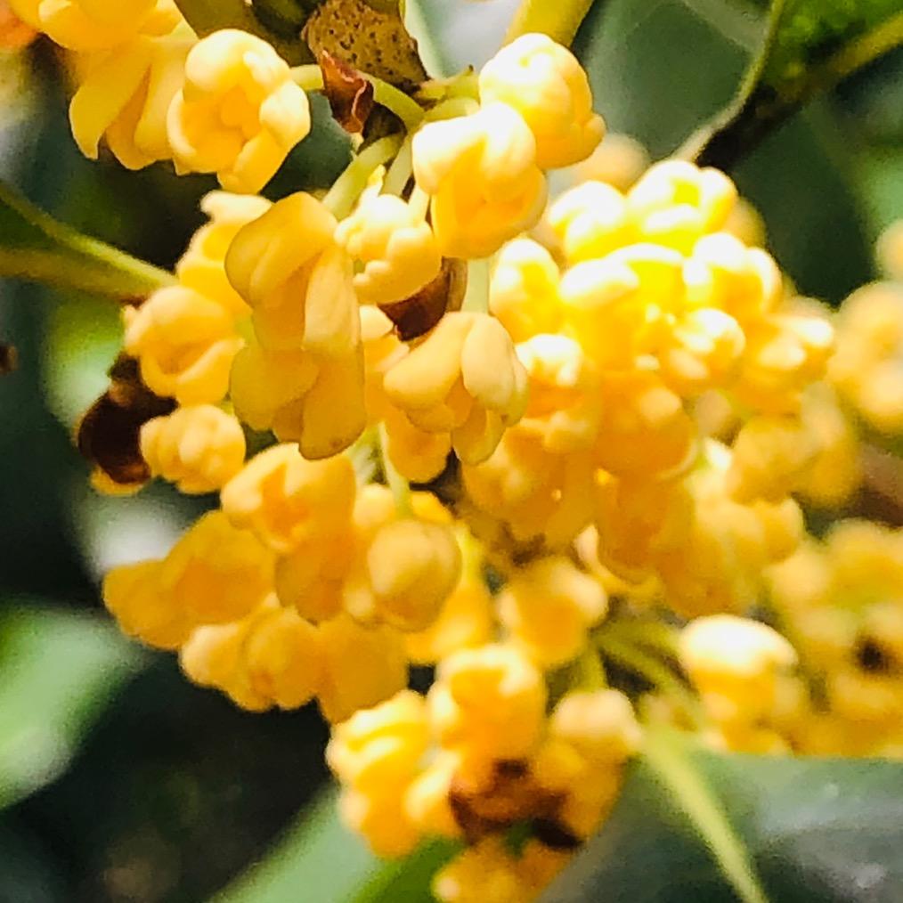 甜烯（橱窗有好物）