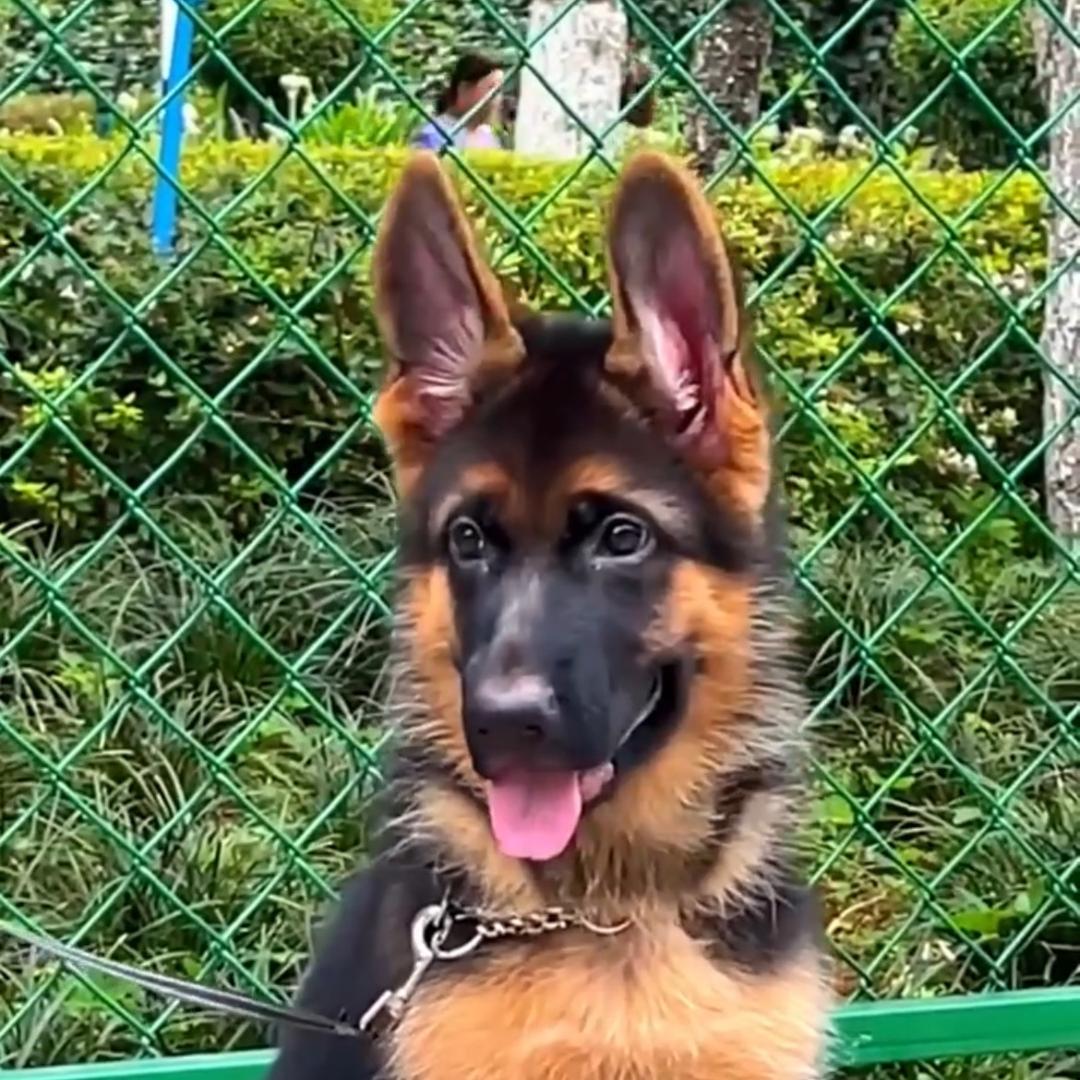 我喜欢狗