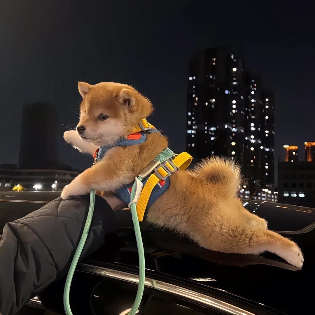 阿泽