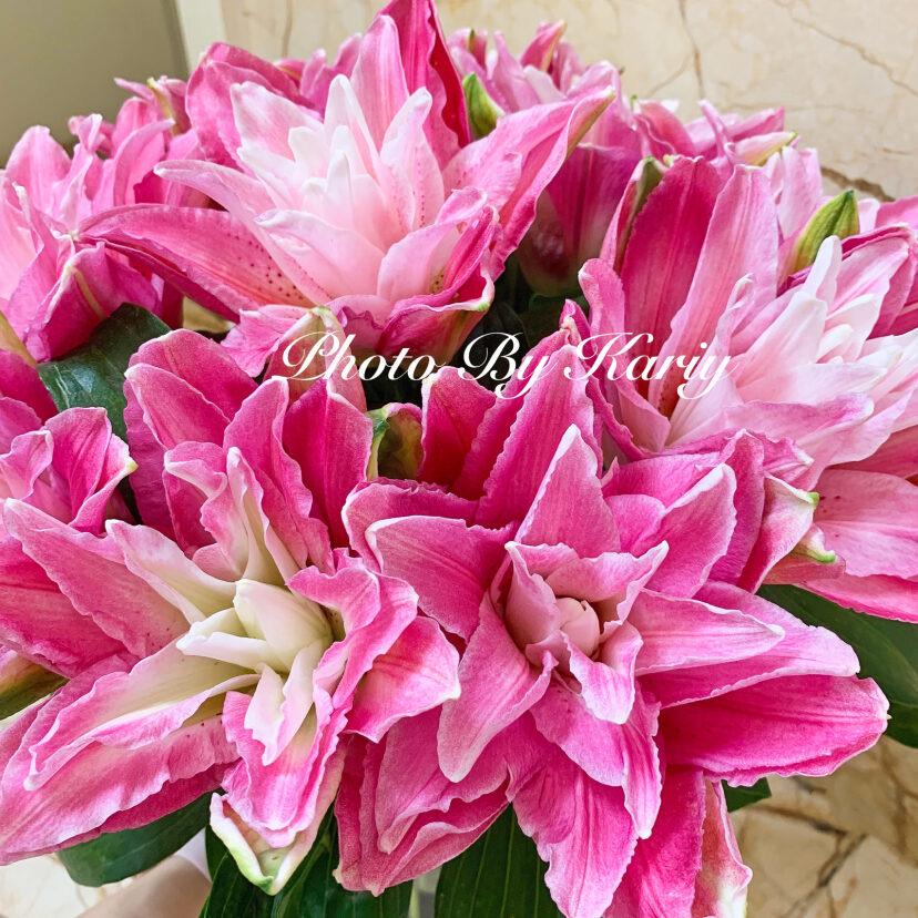卫瑶花卉-香水百合