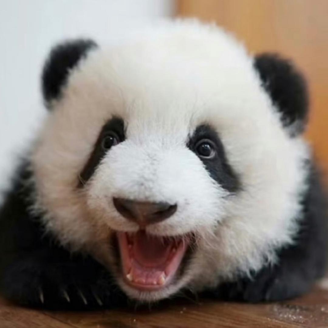 胡英俊7号头像