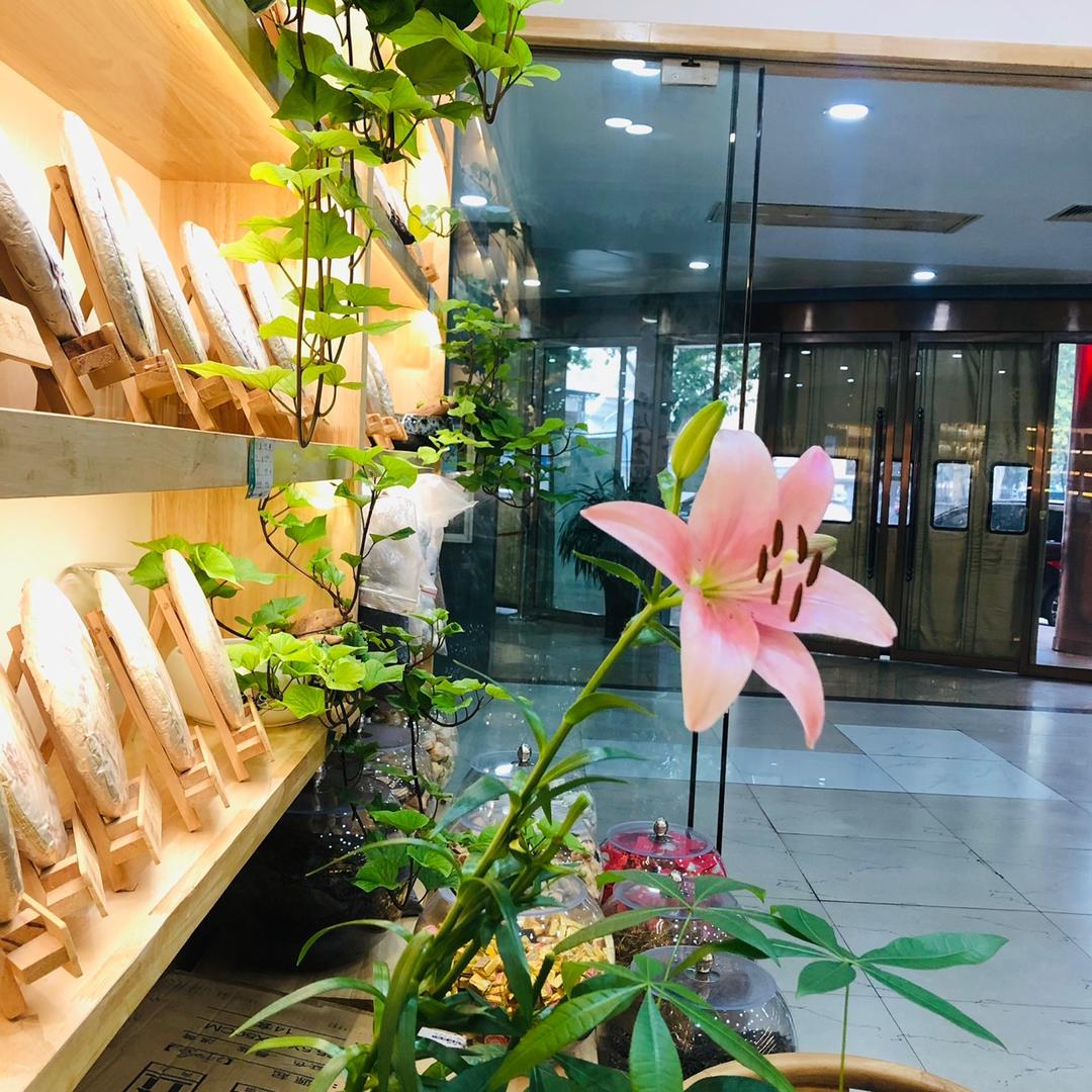 前世水、今生茶