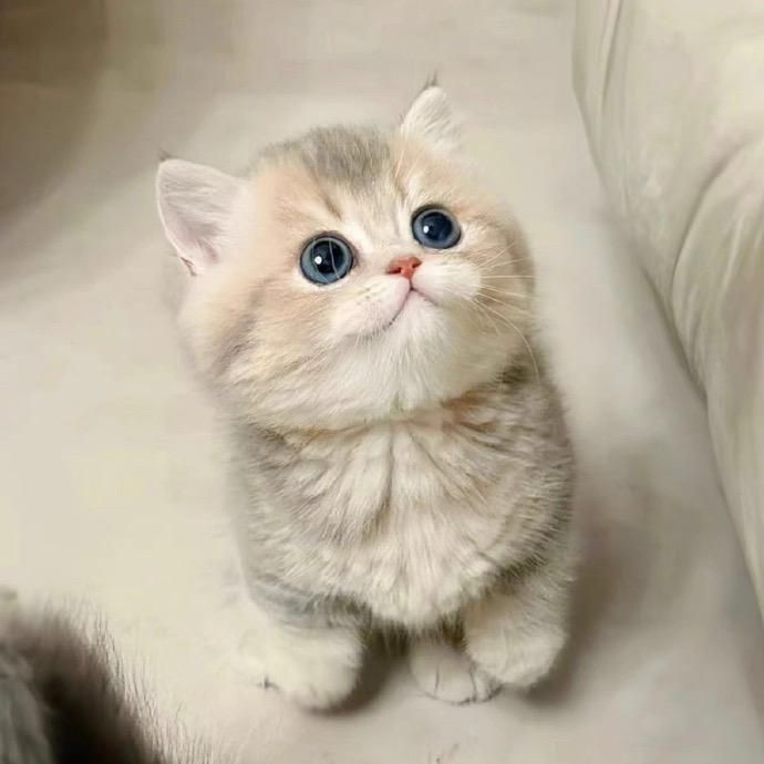 麦由琅