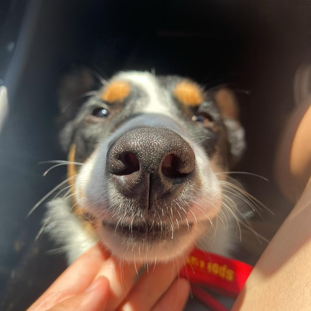 刀乐不是dollar💲