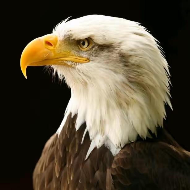 🔱天行九歌🔱