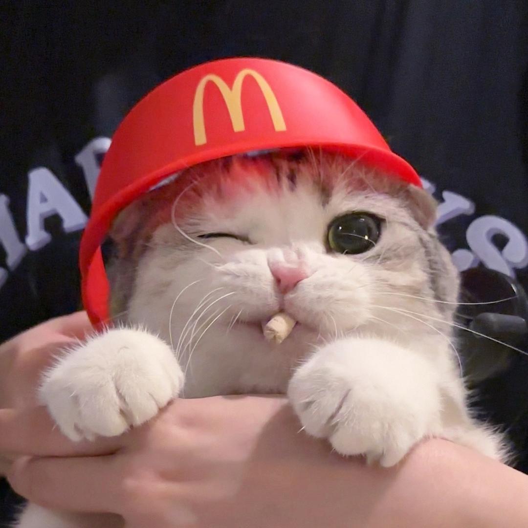 米奇喵喵猪🌙