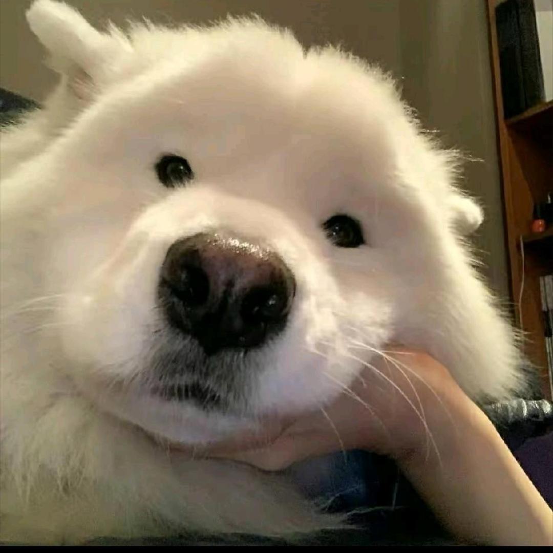 小扬.