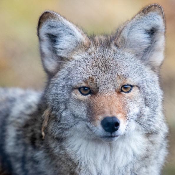 穿着狼皮的👉三哥