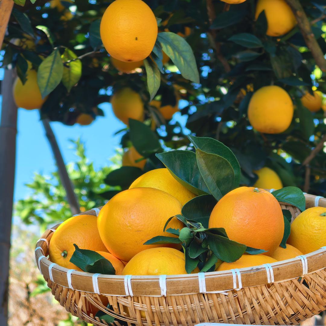 赣南脐橙版-山食记