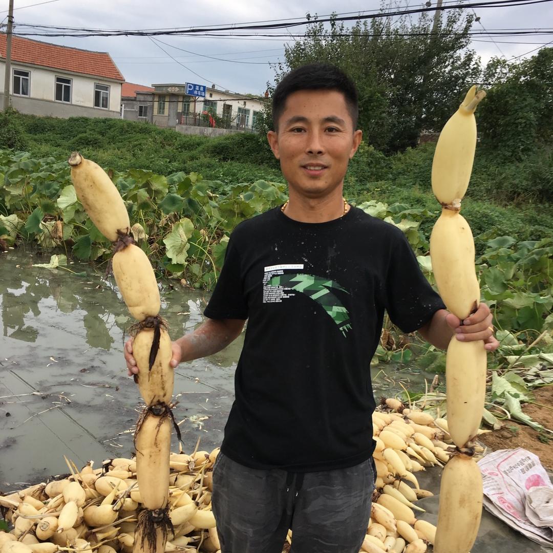 烟台市蓬莱区锡春莲藕种植场1