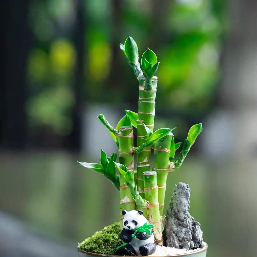 花满院植物乐园