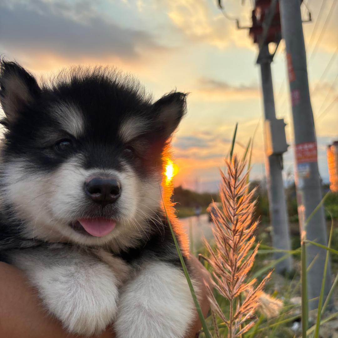 八筒是只🐶
