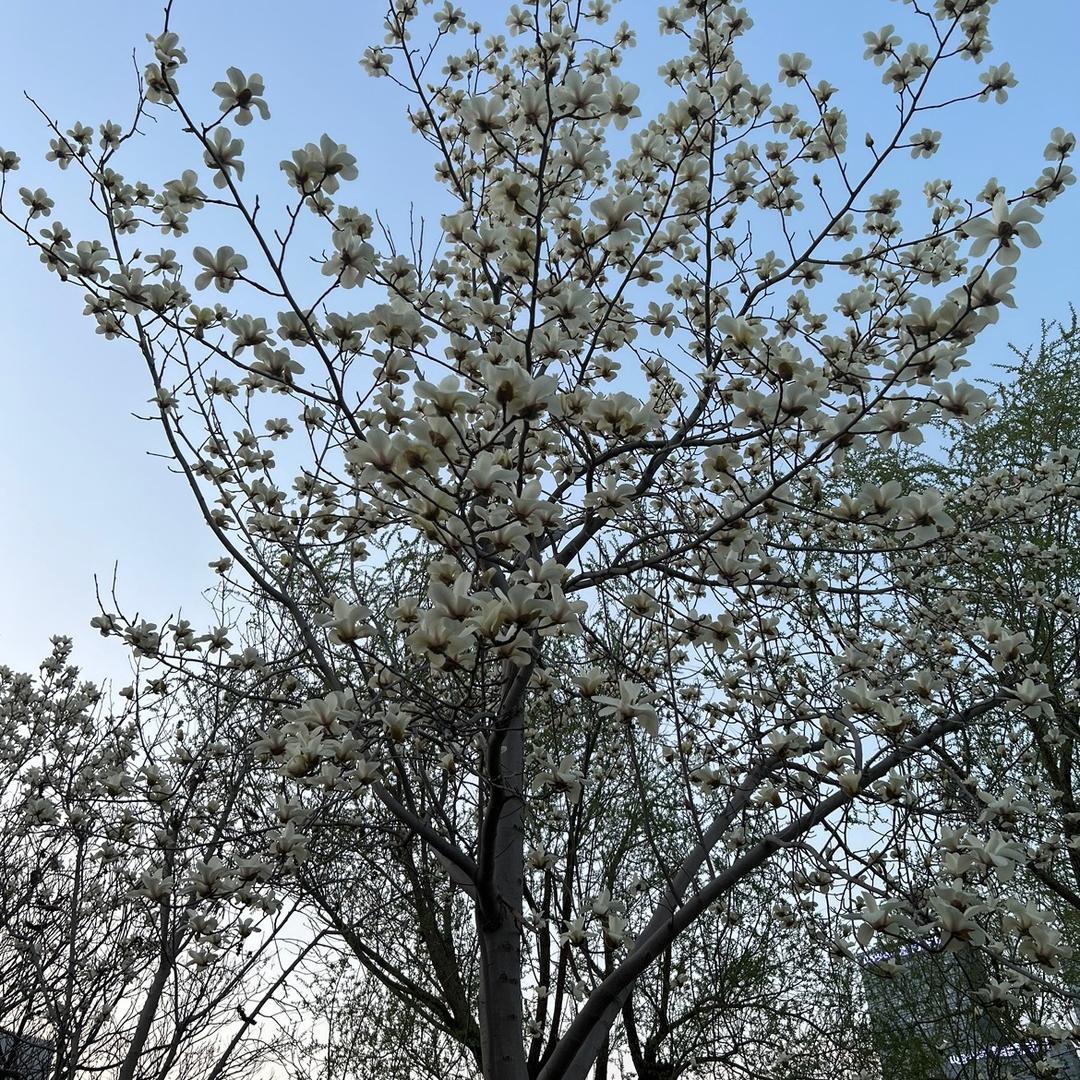 比尔盖•强
