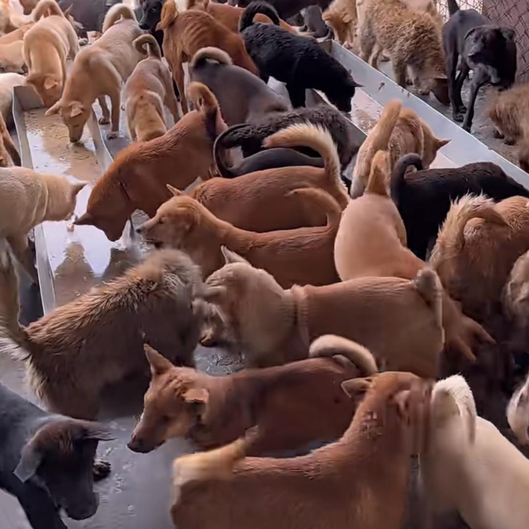 土狗养殖（家庭农场）