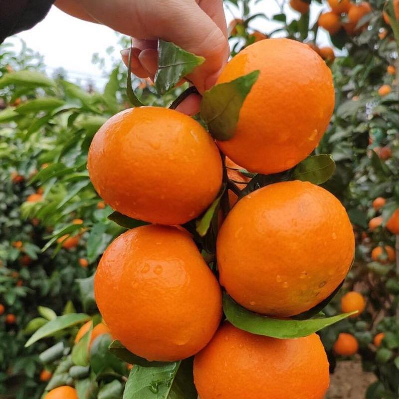 桂桂老表生态鲜果