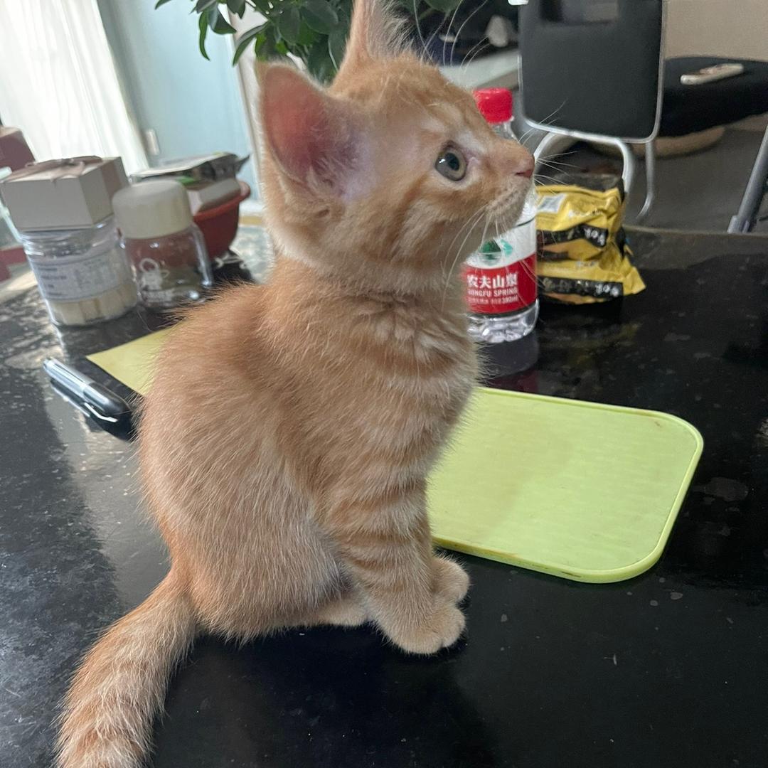 小橘子😺