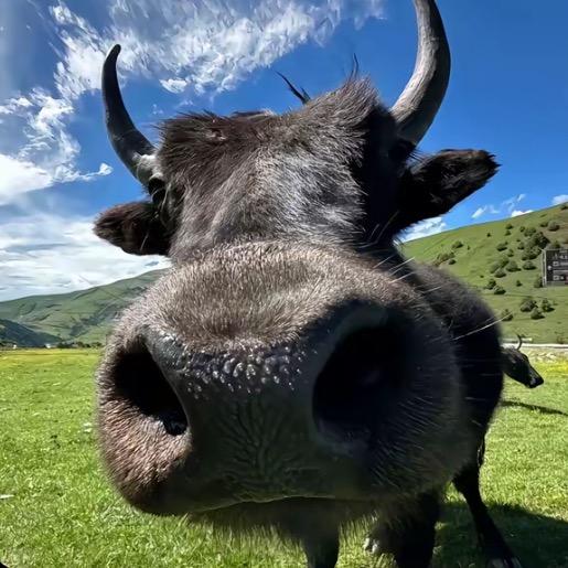 我爱星星星星爱我（奕星重度依赖版）