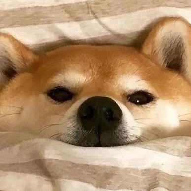 小彪有好狗