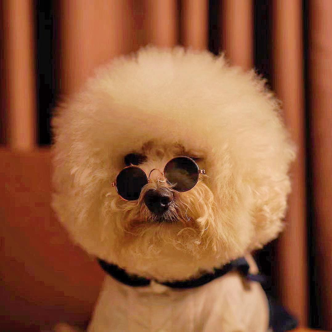 来福是条狗