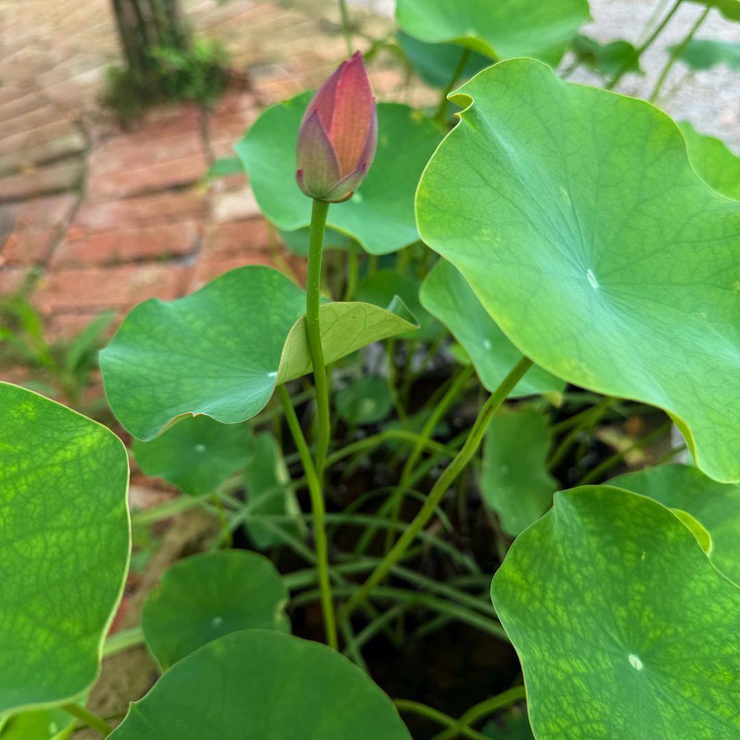 一念花开