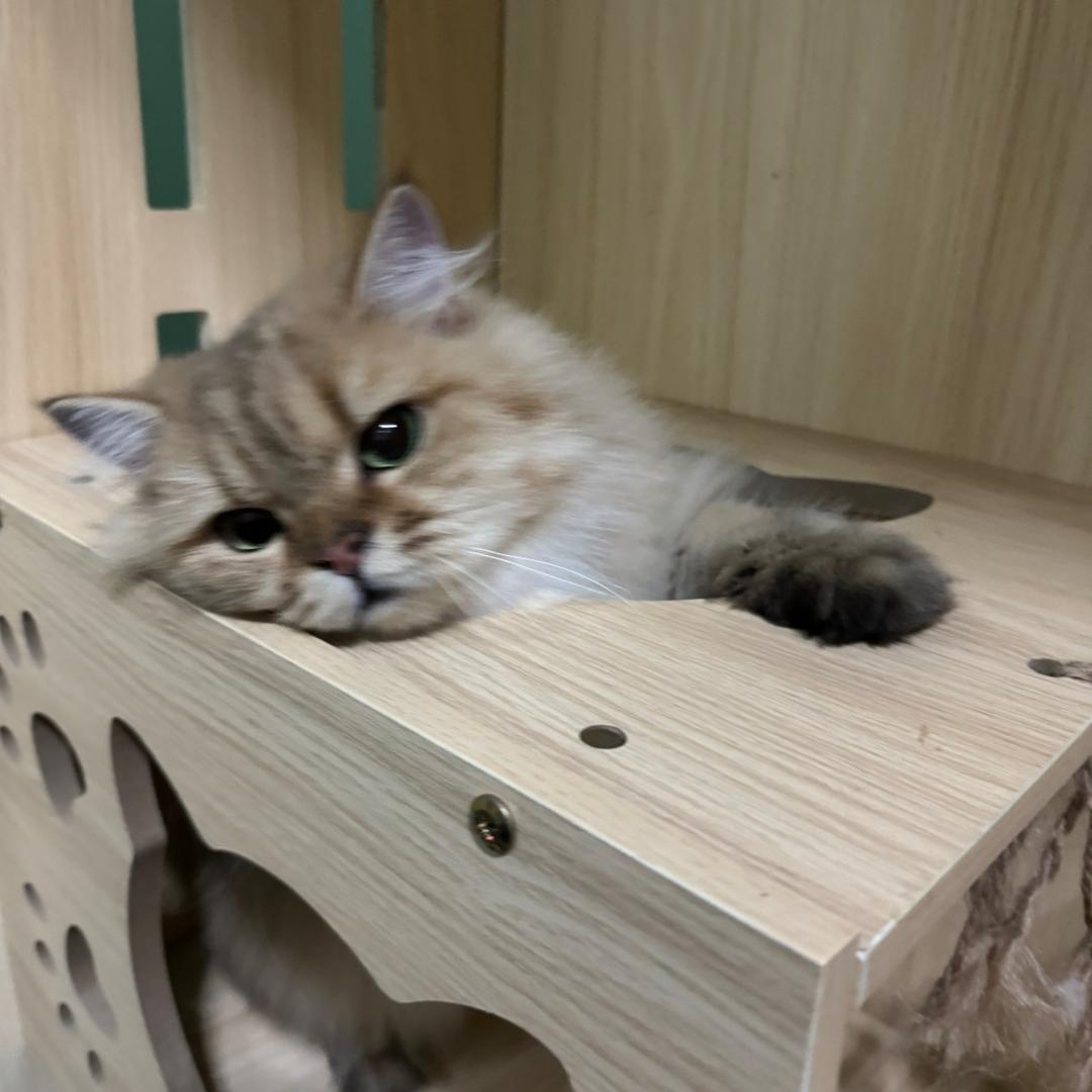 就像如鲸向海呀