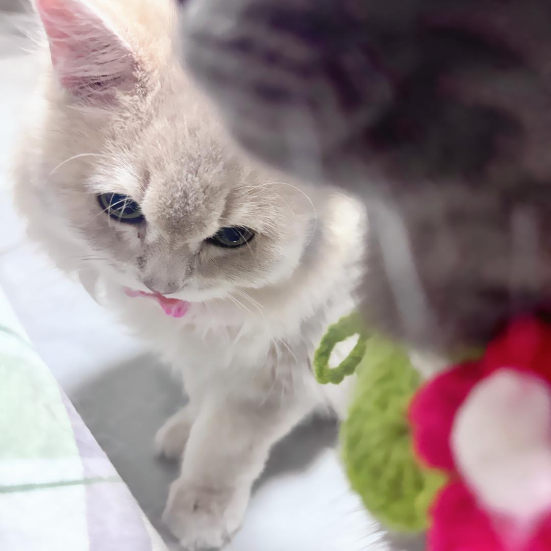 Little赫.