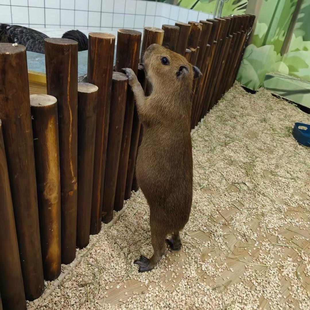 动物食堂开饭啦