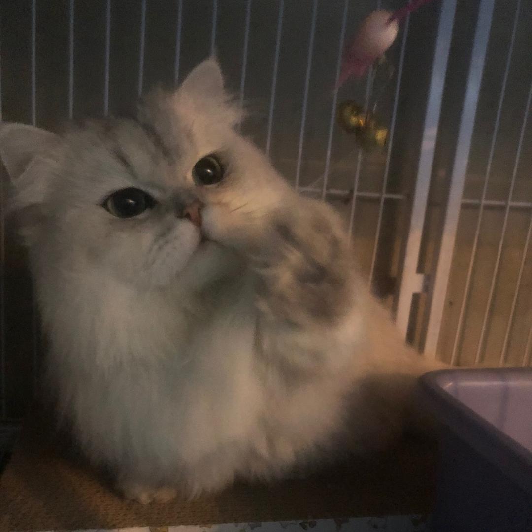 帆帆家猫咪