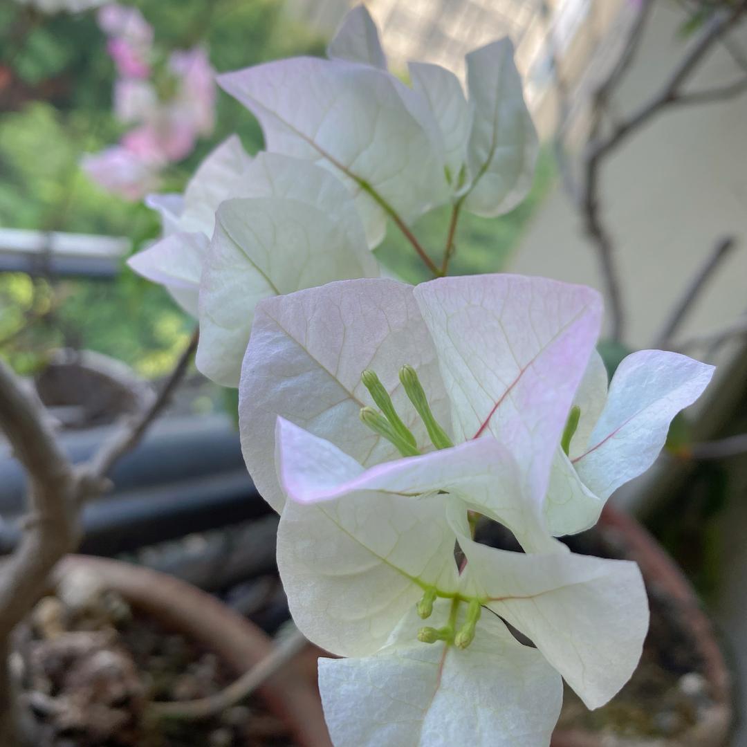 诗语妈妈在努力