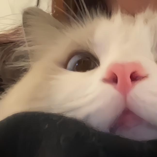 🪄Evaaa🐈