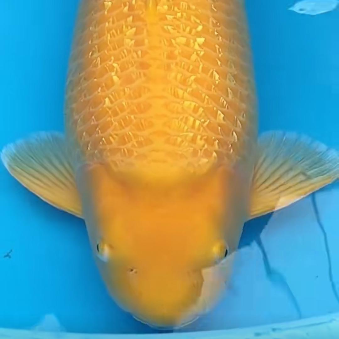 不务正业的养鲤人