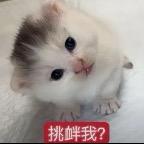 小耳朵