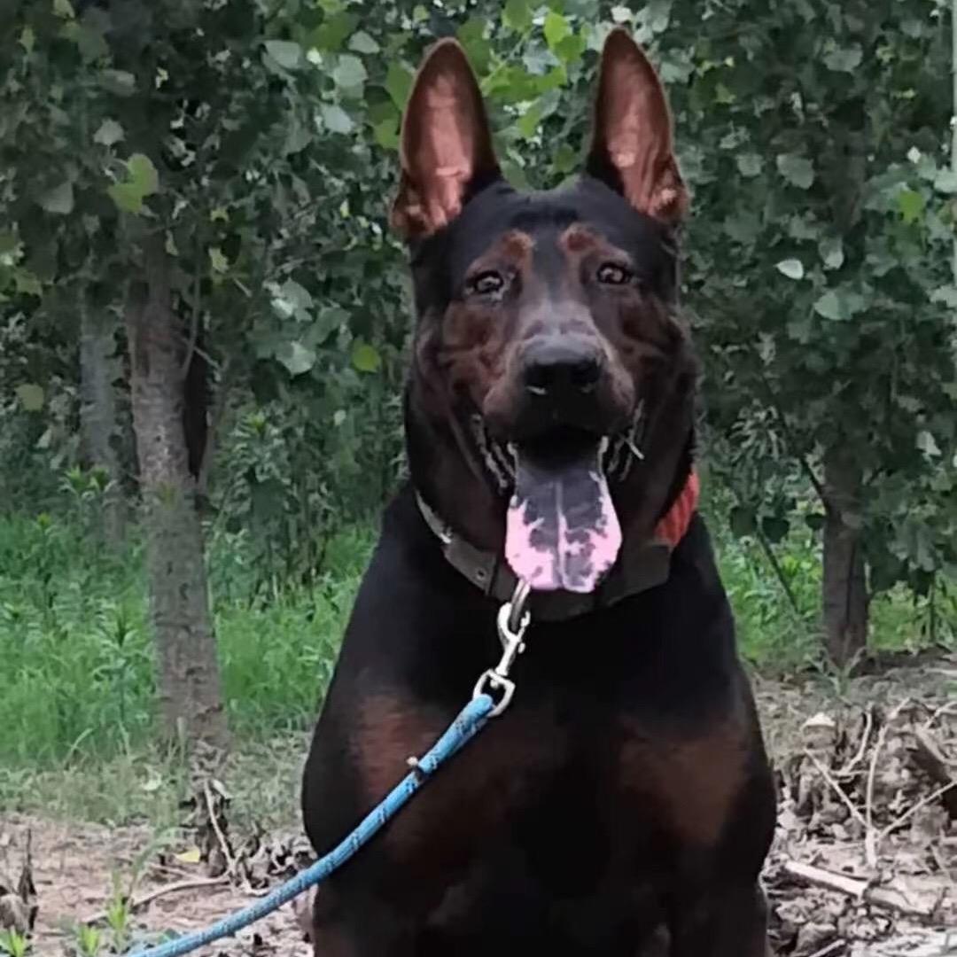 专业莱州红犬繁育（沂南）