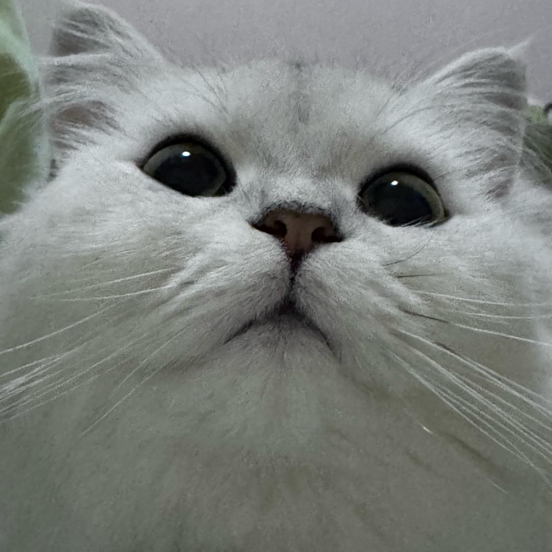 薄荷薄荷今天早睡了吗🍃