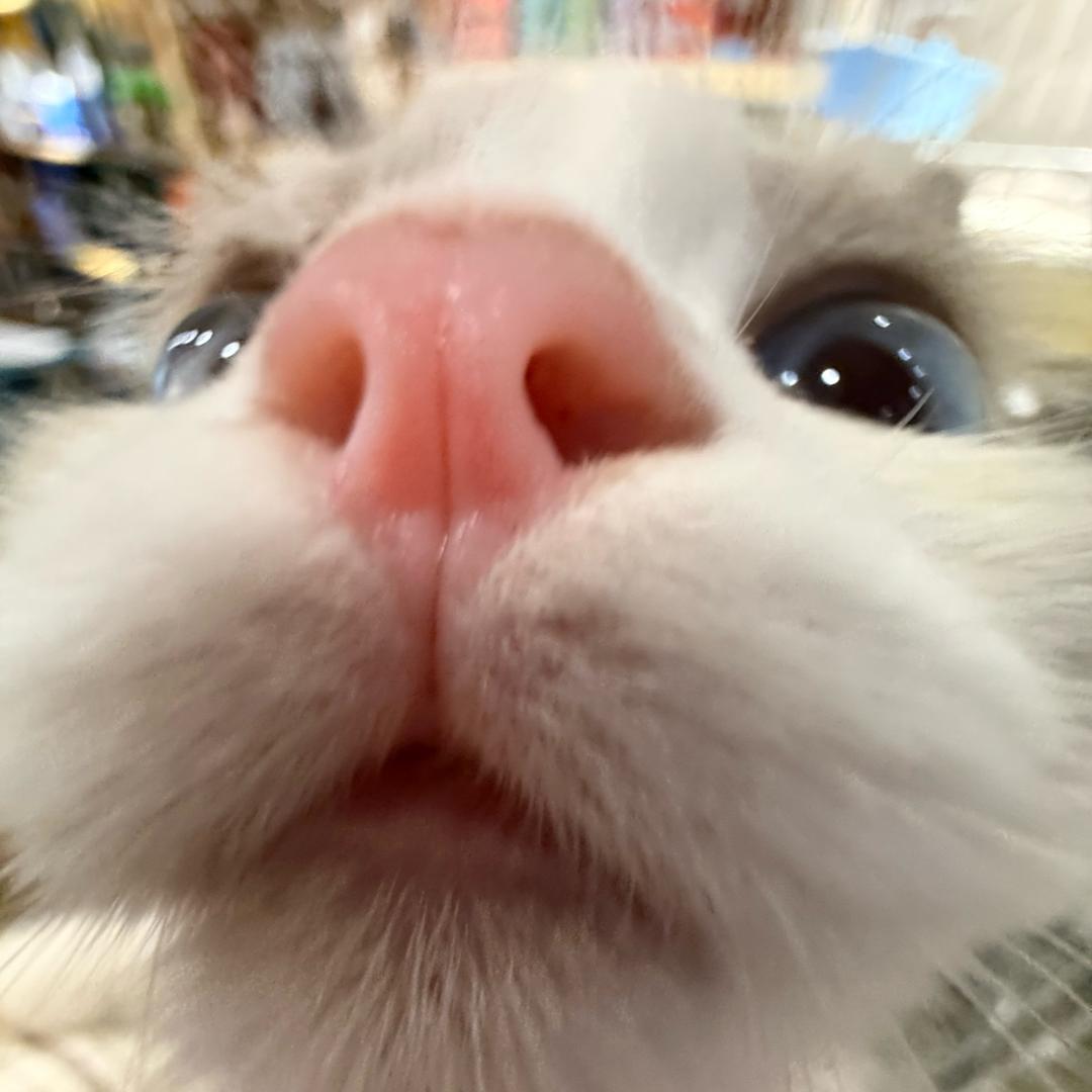 红烧兔头