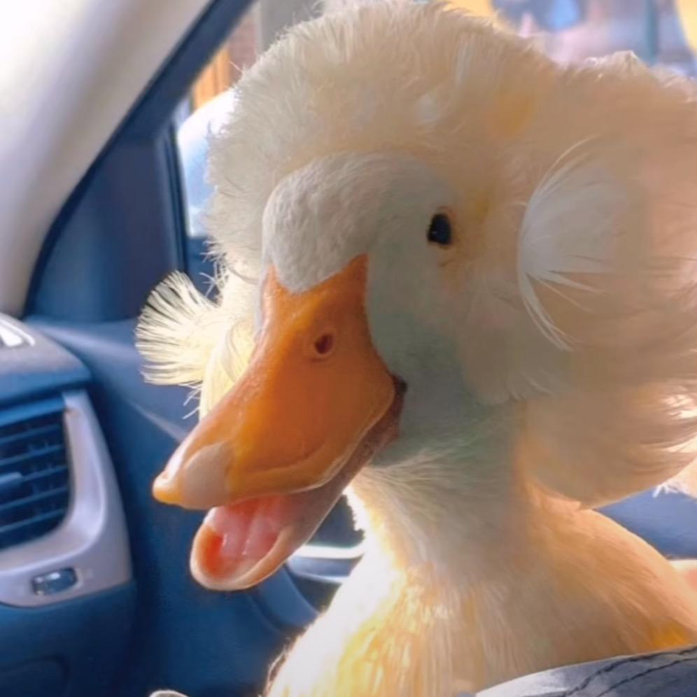 李沐七（猫狗版）