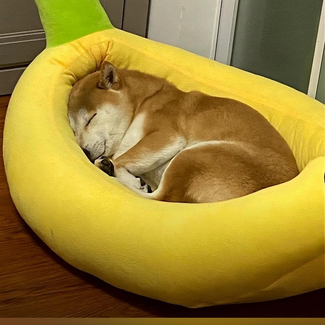 想吃竹筒粽子