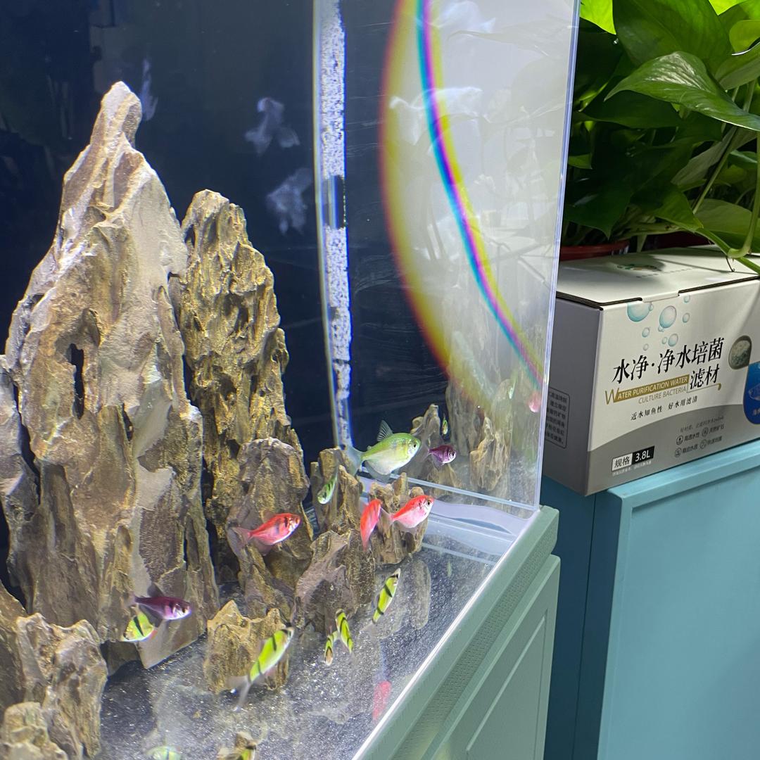 滤清水族宠物用品店滤材直播间