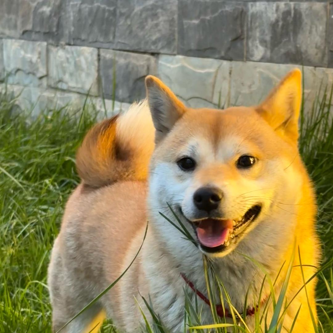 柴宝七七