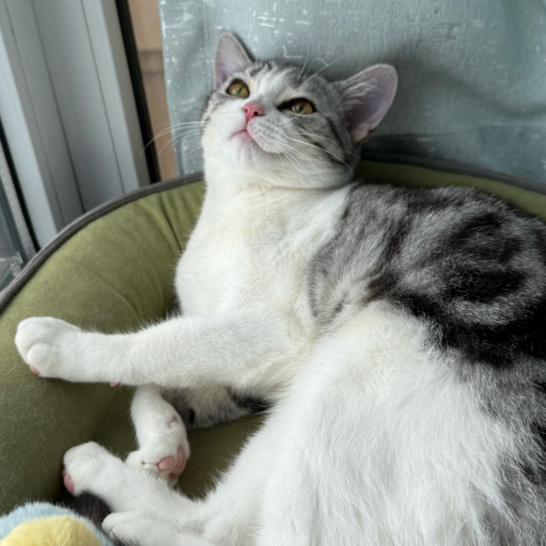 汉堡（三角洲行动）