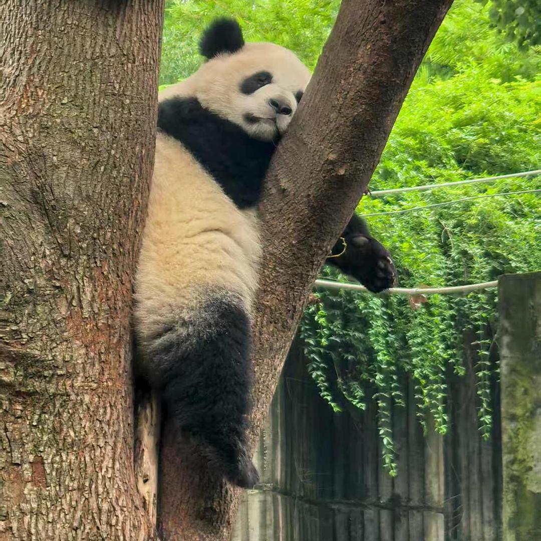 简律