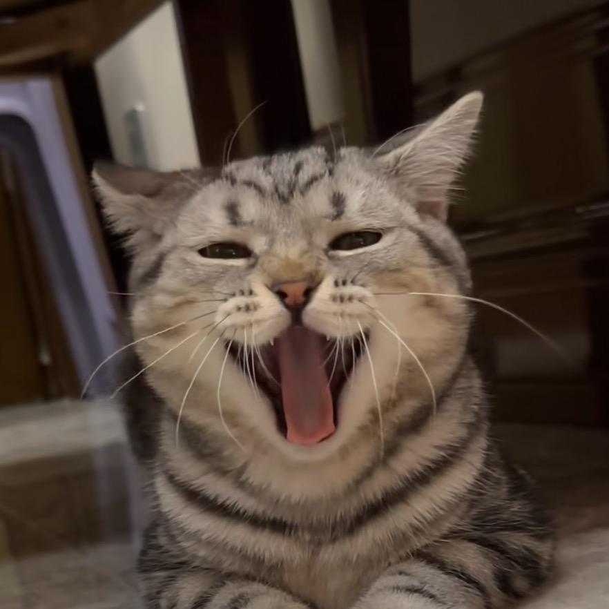 周周爱吃鱼
