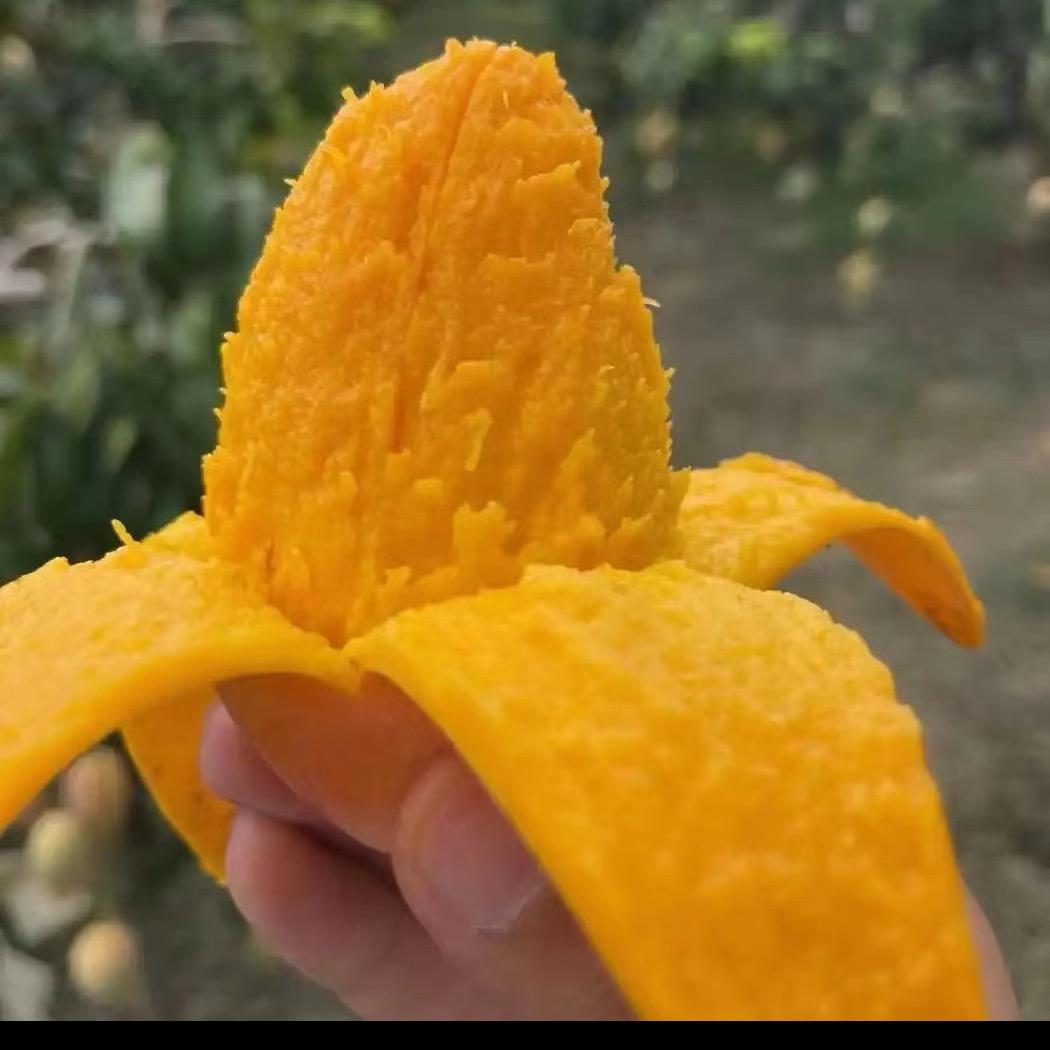 鲜果产地杨娇娇