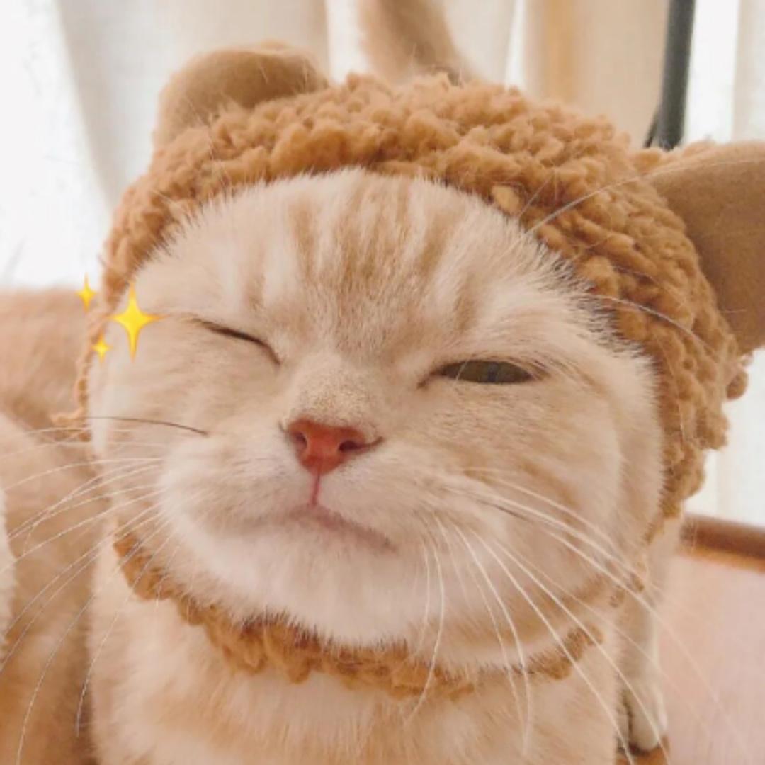 猫猫酱