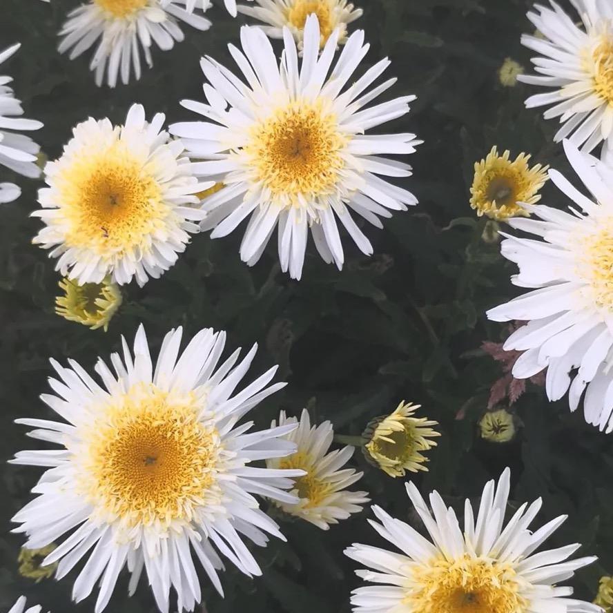 @阿彬（猪猪麻醉师）