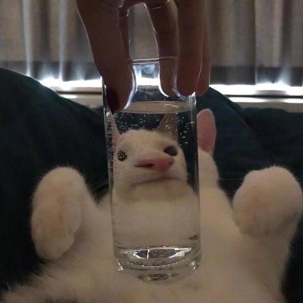 恸没有紫