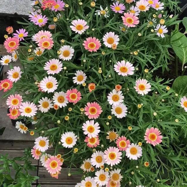 飞飞的花园